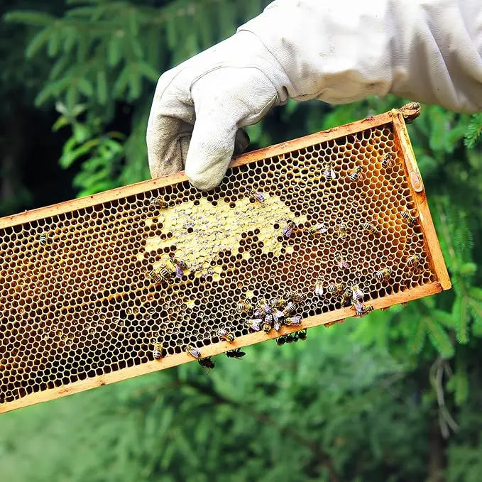 High-concerned 10 Pack Beehive Frames And Wax Foundations For Deep Brood Hives