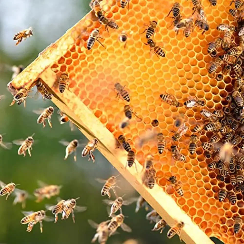 XMSJ Beehive Frames With Beeswax Coated Foundations Pinewood Construction